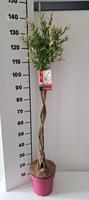 Salix int. Flamingo