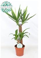 Yucca 45-20