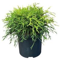 Chamaecyparis pis. Filifera Nana