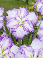 Iris ens. Dinner Plate Tiramisu