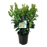 Prunus laur. Bonaparte