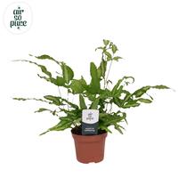 Pteris albolineata Air So Pure (INDOOR)
