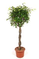 Ficus benjamina Exotica braided trunk