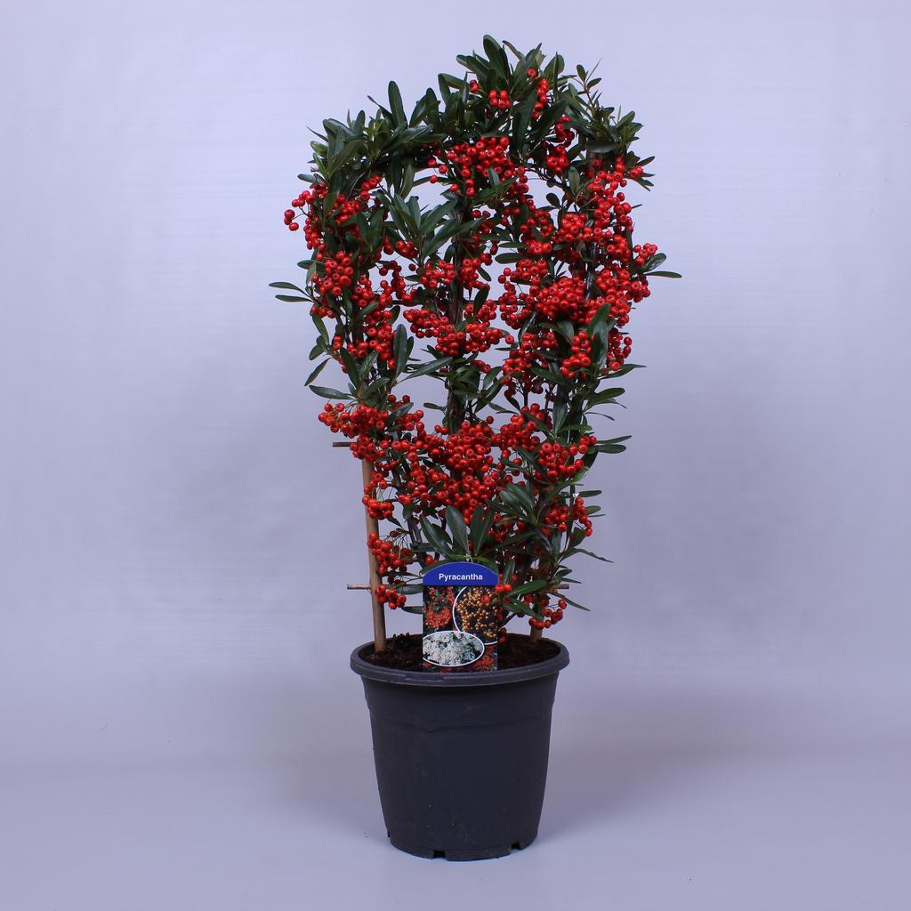 Picture of Pyracantha Red Star P19 (3 Ltr)