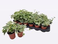 Hedera helix variegated in varieties