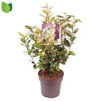 Elaeagnus ebb. Compacta