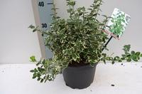Euonymus fort. Emerald 'n Gaiety