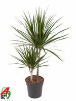Dracaena marginata 30-10
