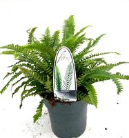 Blechnum spicant