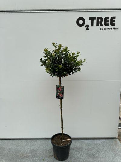 Picture of Ilex mes. Blue Princess P38-(25-LTR) 80/STD