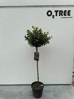 Ilex mes. Blue Princess