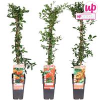 Pyracantha in varieties