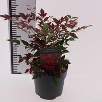 Nandina dom. Obsessed