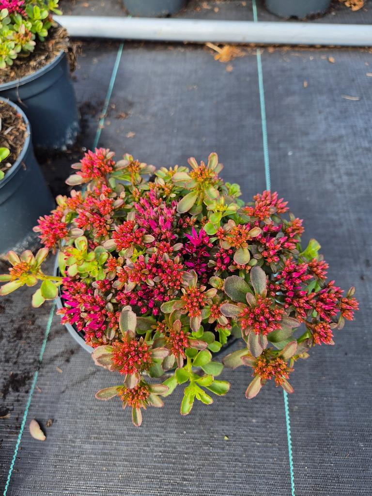 Picture of Sedum spurium Deep Rose P17 (2 Ltr)