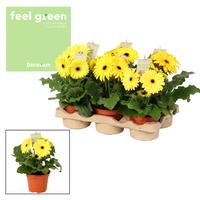 Gerbera yellow colours 2+flowers Feel Green