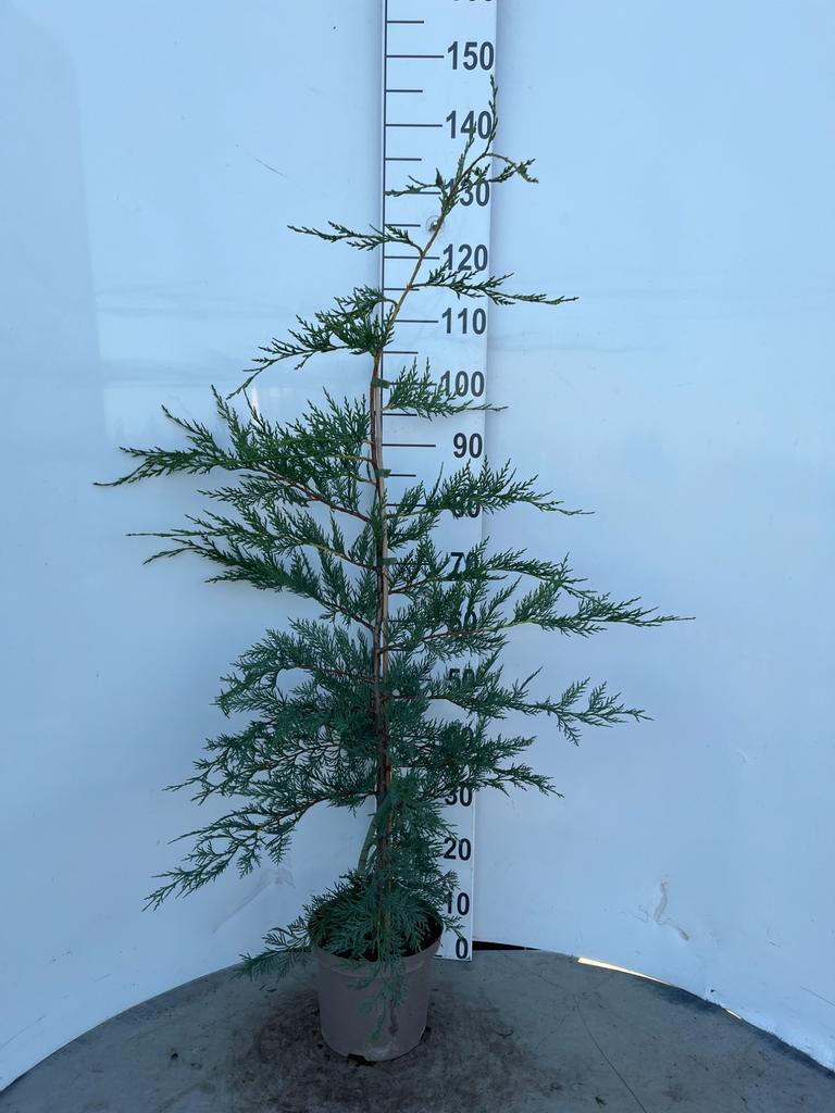 Picture of Cupressocyparis leylandii P21 (4 Ltr) 100/120