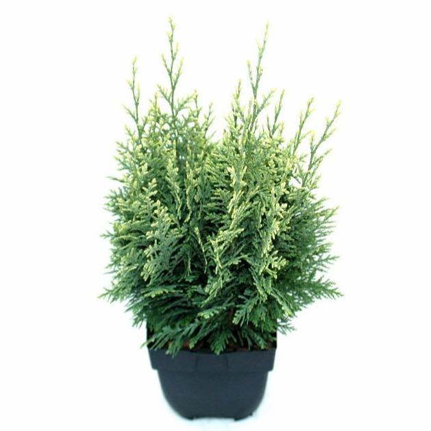 Picture of Chamaecyparis lawsoniana White Spot P17 (2 Ltr)