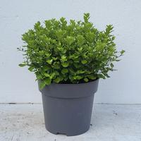 Pittosporum ten. Midget - Colours in Shape