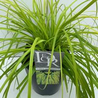 Carex osh. Everillo