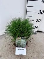 Pinus mugo Mughus