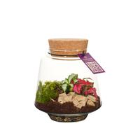 Wardians Terrarium - Mercurius small SUMMERPROMO