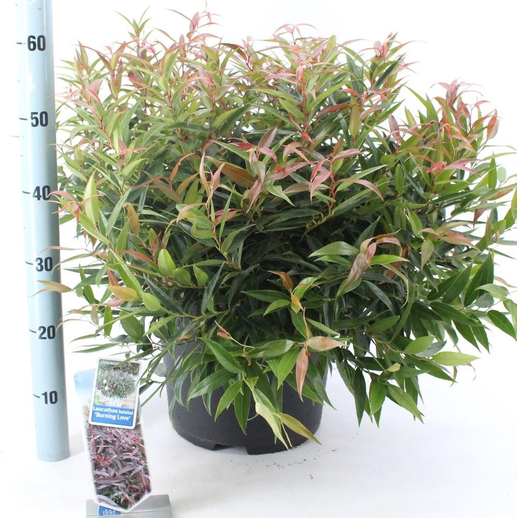 Picture of Leucothoe kei. Burning Love P32 (15 Ltr)
