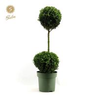 Buxus sempervirens