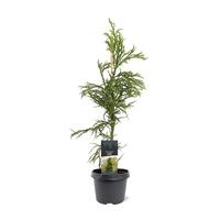 Cryptomeria jap. Rasen