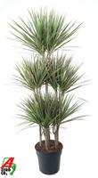 Dracaena Bicolor 90-carrousel
