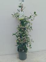 Trachelospermum jasminoides