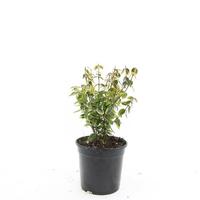 Euonymus fort. Emerald 'n Gold