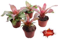 Neorgelia in varieties