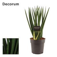 Sansevieria Cylindrica Spaghetti