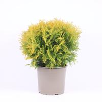 Thuja occidentalis Golden Globe