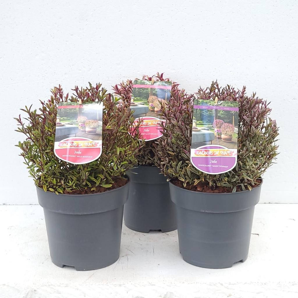 Picture of Hebe Magicolors in varieties P23 (5 Ltr) BALL