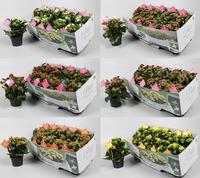 Kalanchoe garden Favorita varities per shelf
