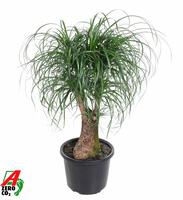Nolina recurvata branched - 2ft