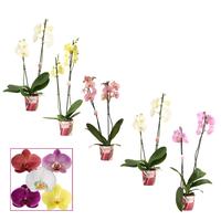 Phalaenopsis hybrid in varieties basic Scenza