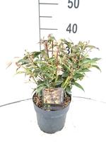 Leucothoe f. Rainbow
