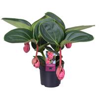 Medinilla Magnifica Lambada 2 etage 4 buds