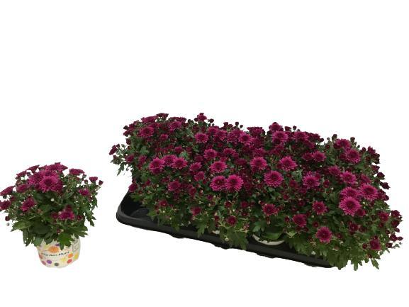 Picture of Chrysant Gardenmum purple new P12 20CM