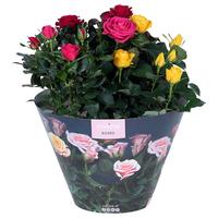 Rosa Excellent Carnaval Bowl