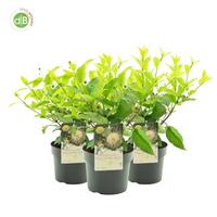Cephalanthus occ. Moonlight Fantasy