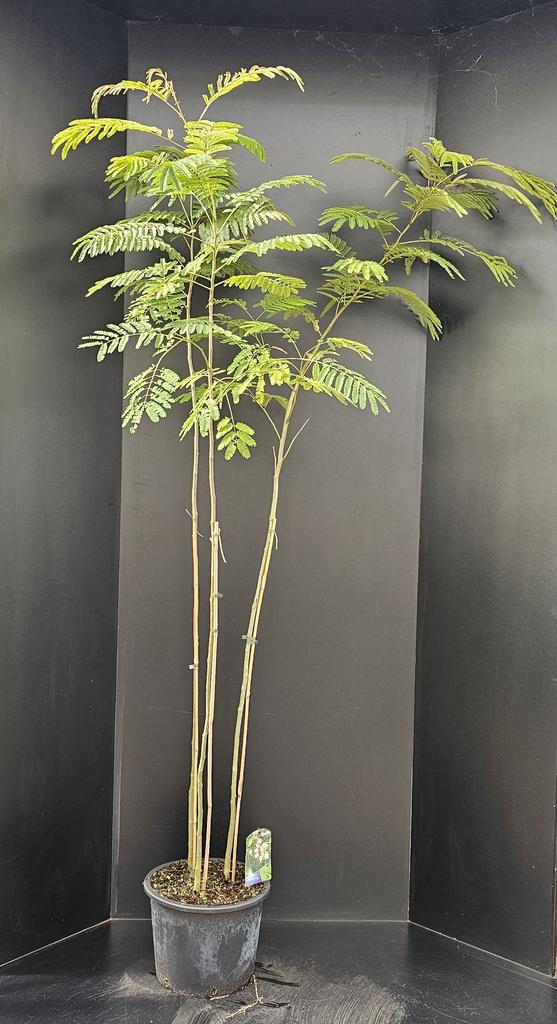 Billede af Albizia julibrissin Rosea P34-(18-LTR)