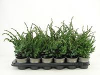Juniperus squa. Meyeri