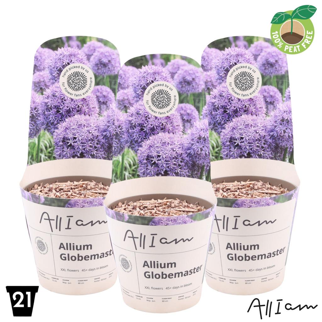 Picture of Allium Globemaster XXL P21 (4 Ltr)