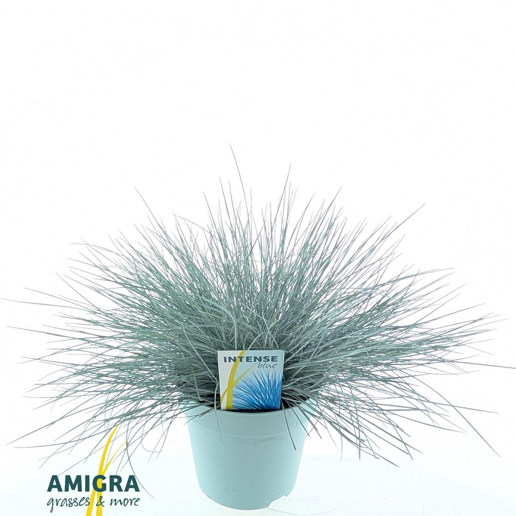Image de Festuca glauca Intense Blue® P17 (2 Ltr)