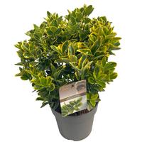 Euonymus jap. Aureomarginatus