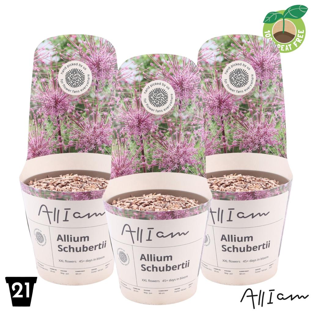 Picture of Allium Schubertii P21 (4 Ltr)