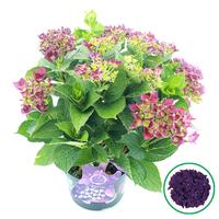Hydrangea macr. Music Collection Deep Purple Dance